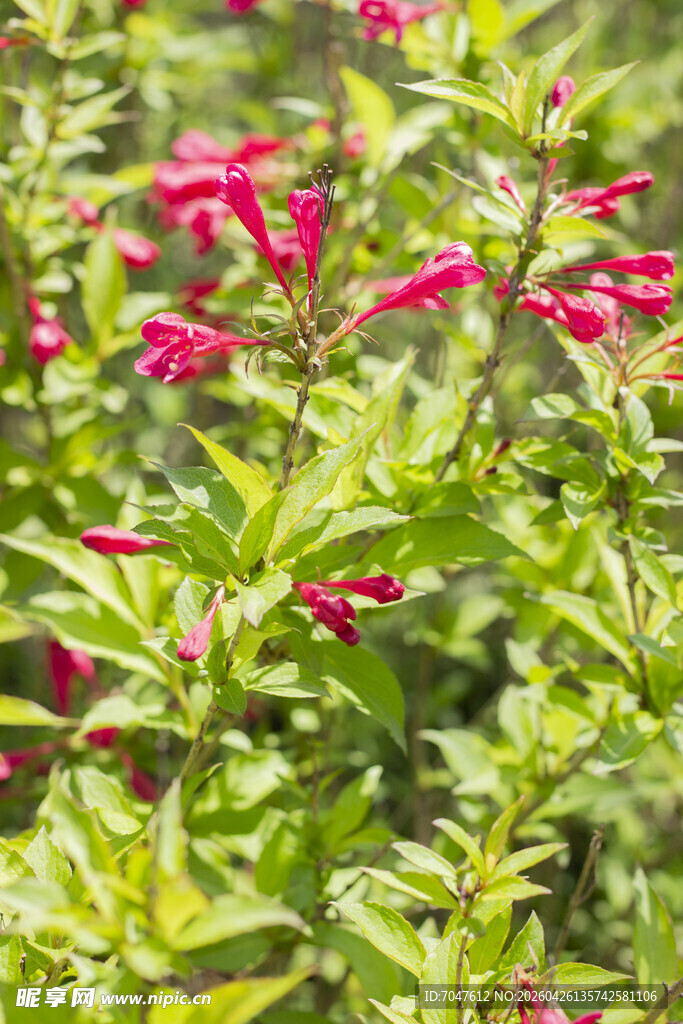锦带花