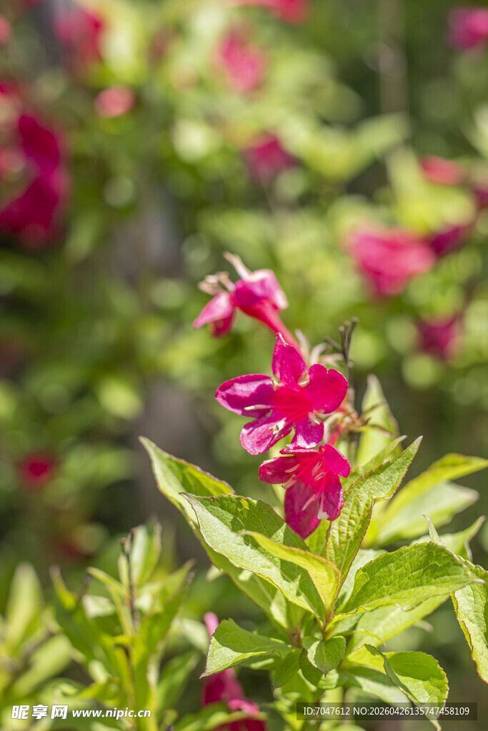 锦带花娇艳红花朵与绿叶相伴