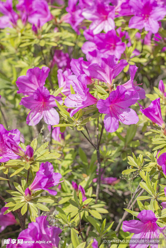 盛开的紫色杜鹃花