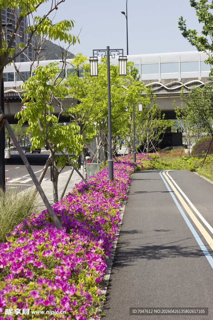 城市路边繁花绿树景观