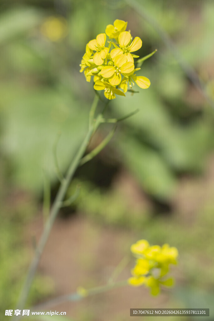 油菜花