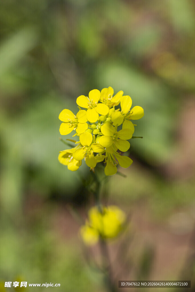 油菜花黄色小花特写