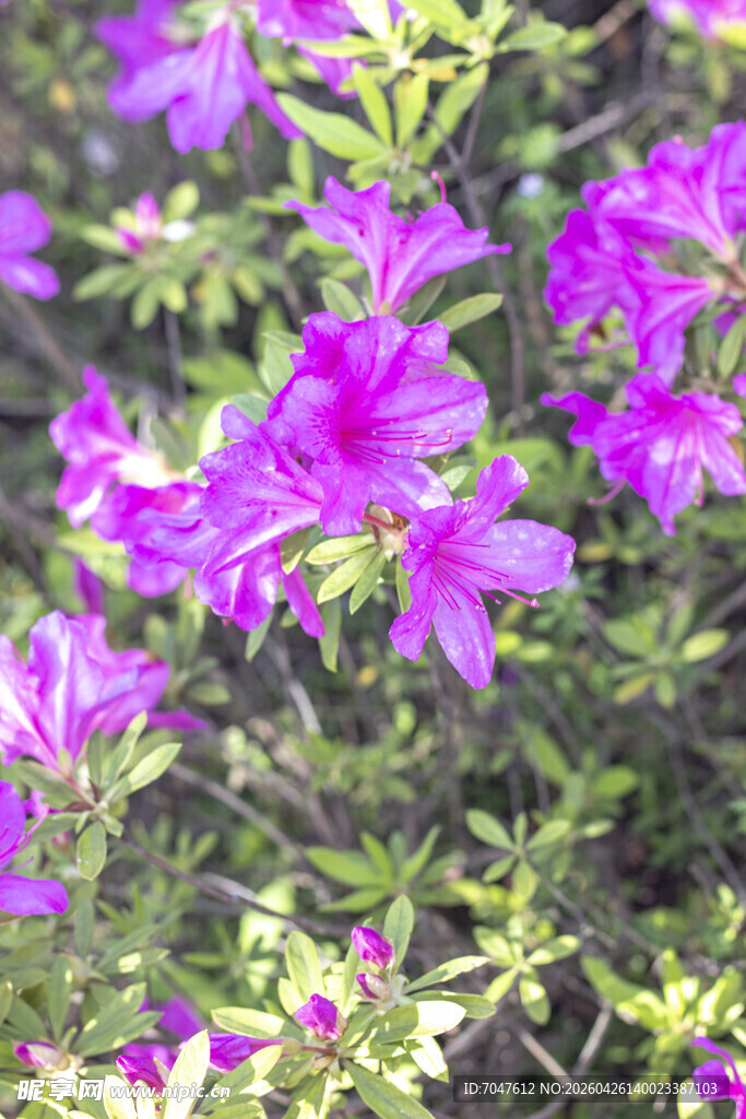 盛开的紫色杜鹃花