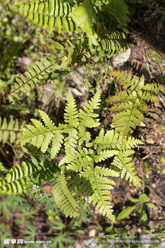 翠绿蕨类植物特写