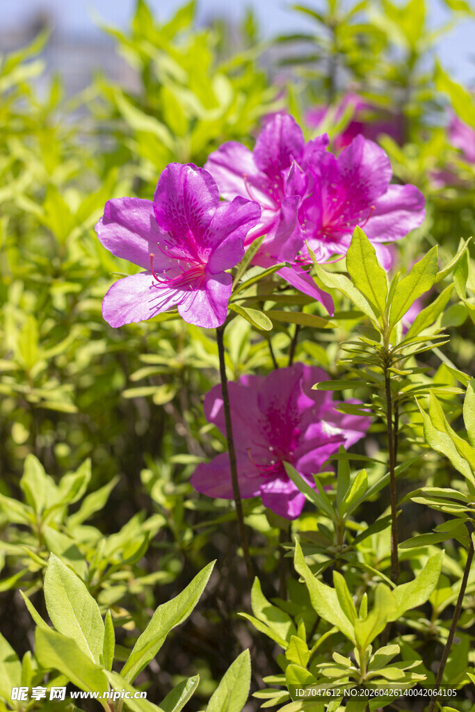 杜鹃花