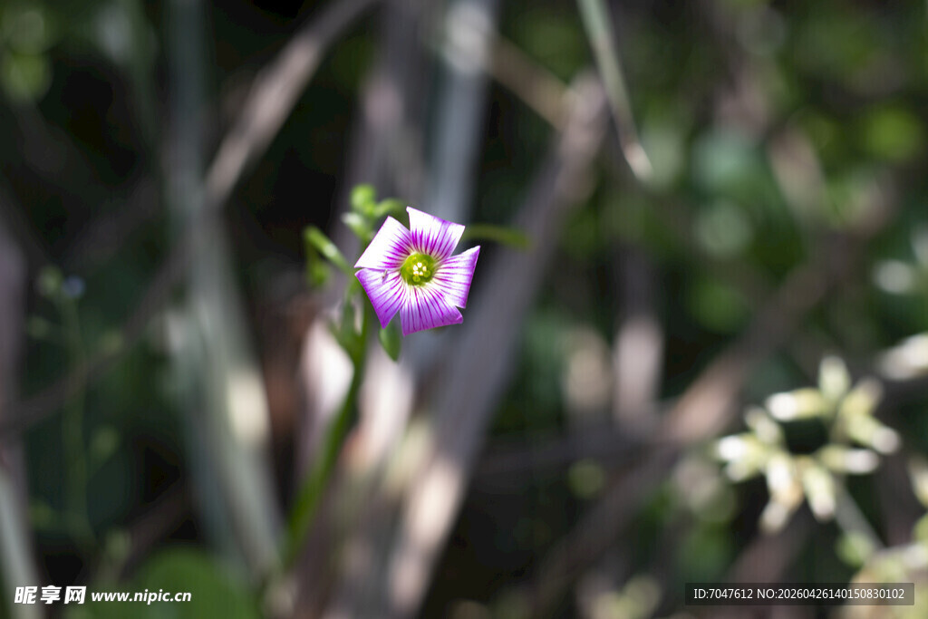 酢浆草花