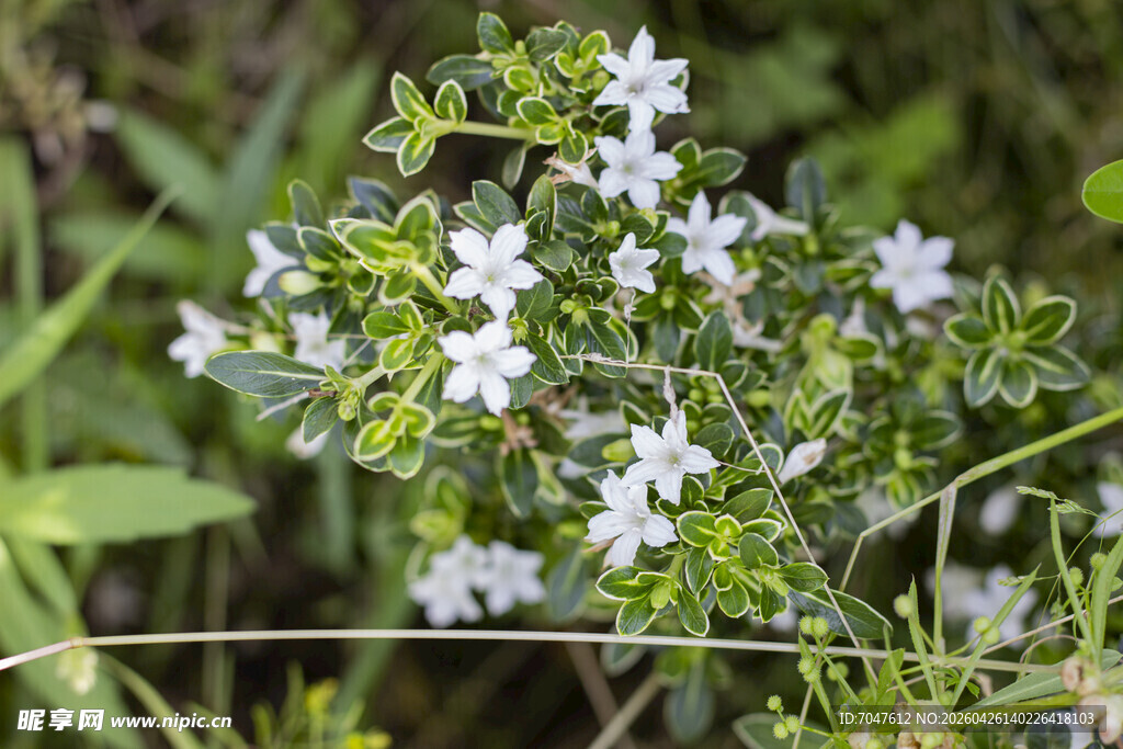 六月雪白色小花绿植特写