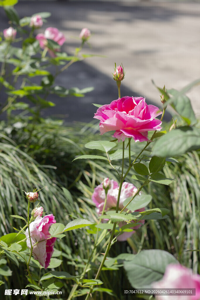 娇艳绽放的粉色月季花
