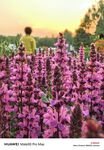 夕阳下的 绚烂紫色花田
