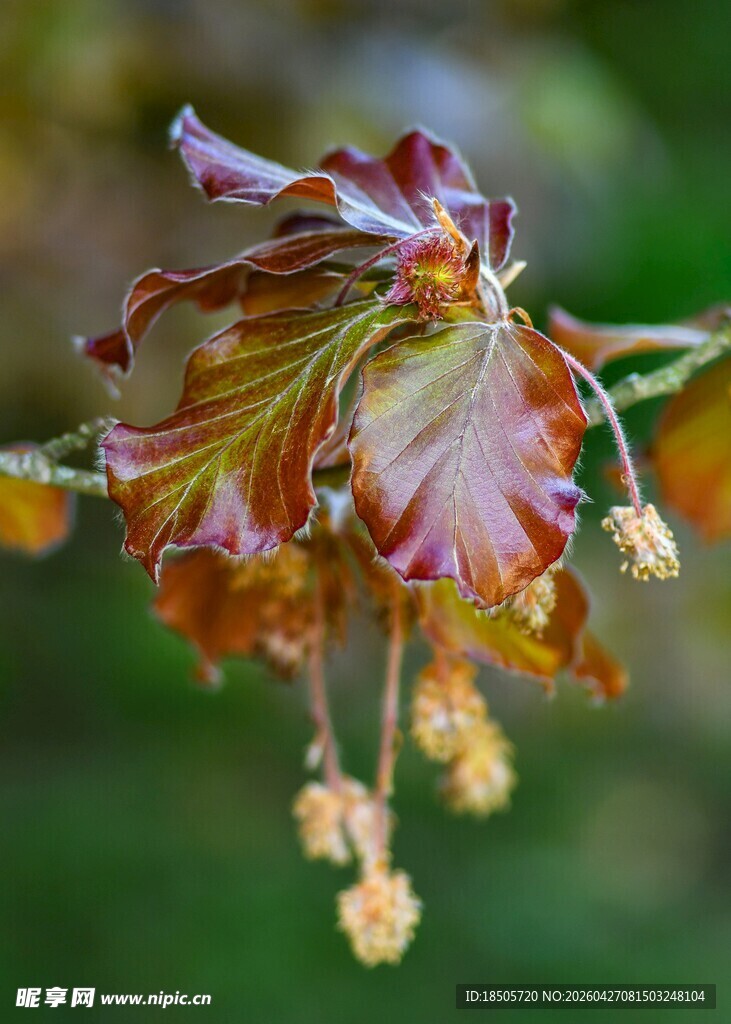 枯萎花朵特写