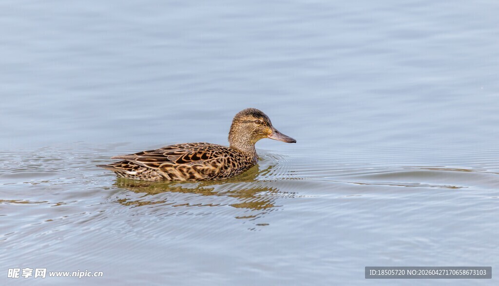 水中游弋的可爱小鸭子