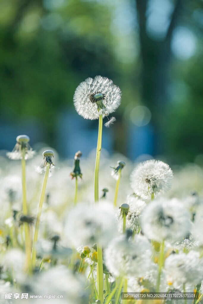 蒲公英花海