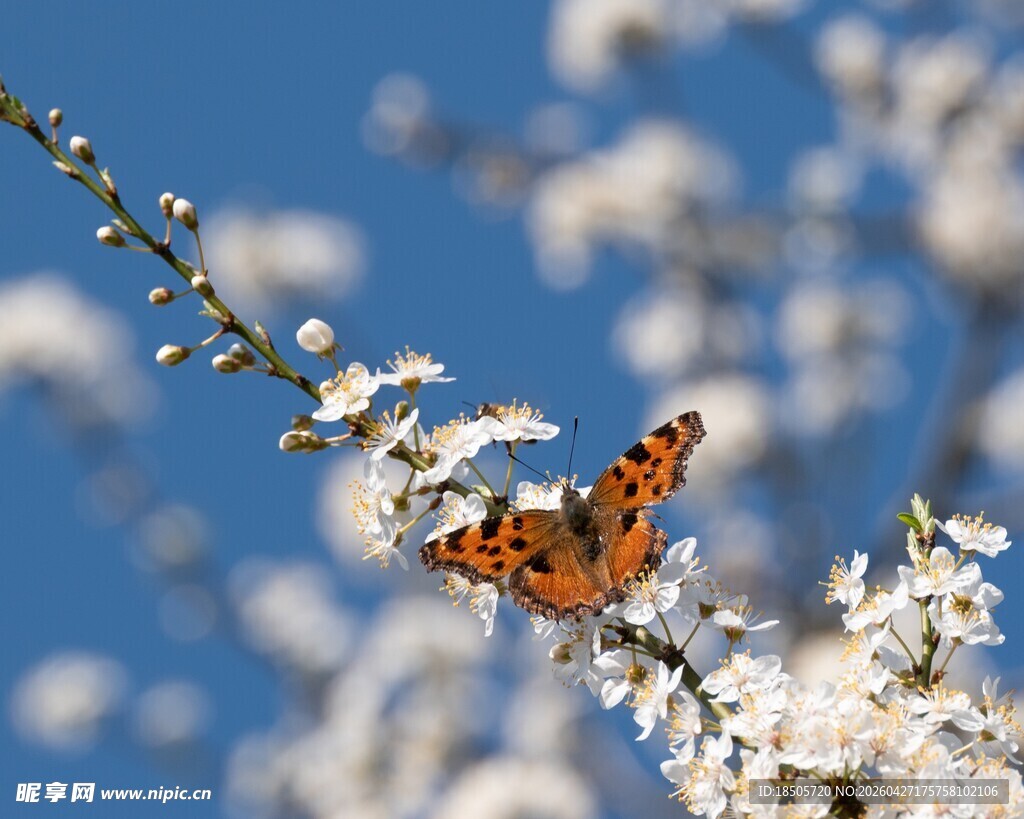 枝头蝴蝶伴白花