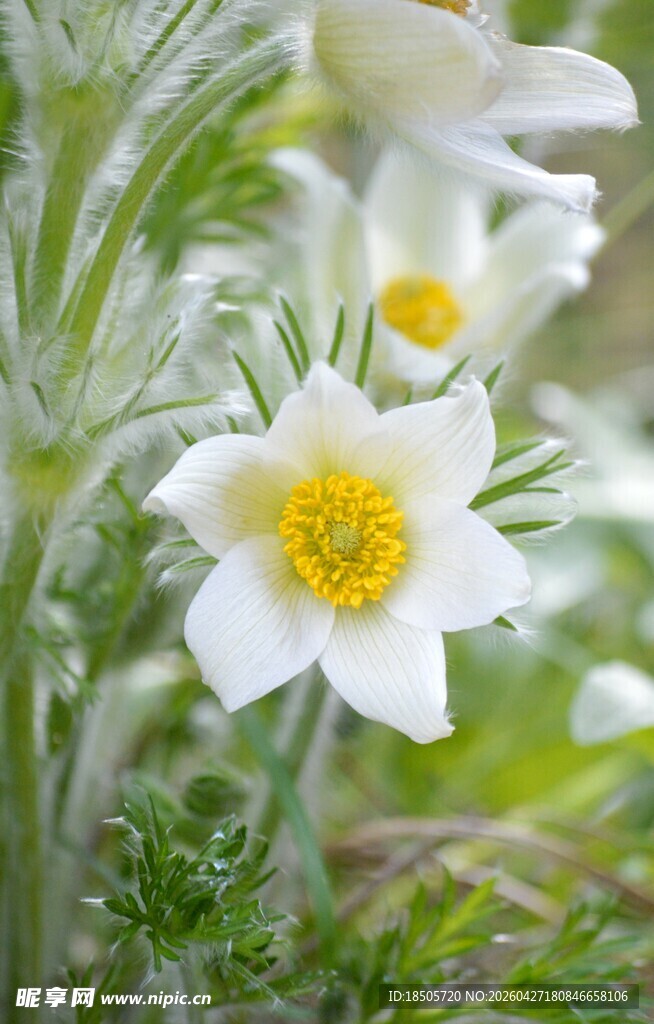 白色白头翁花特写