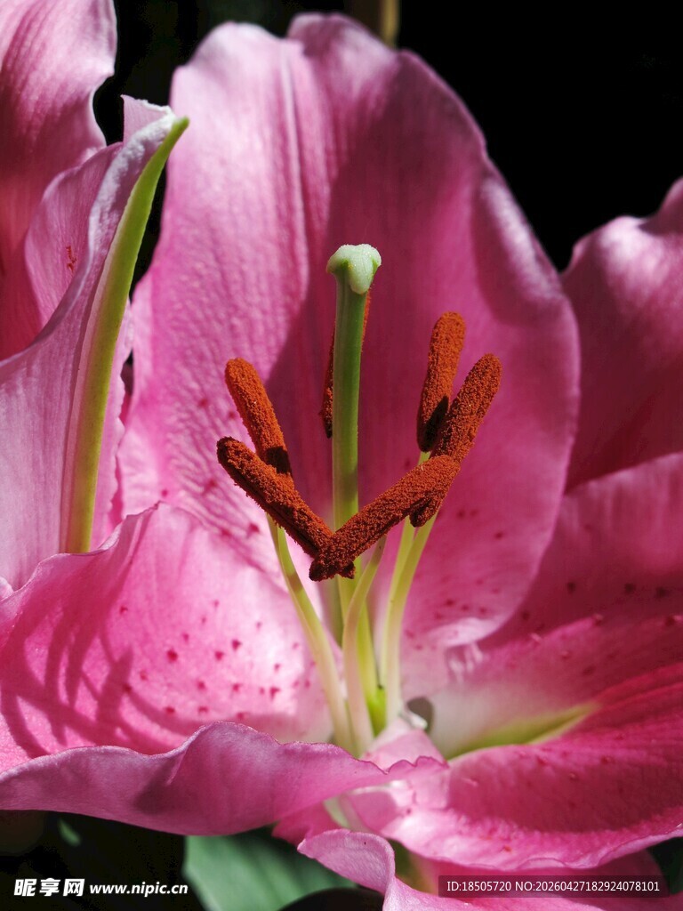 娇艳粉色百合花特写