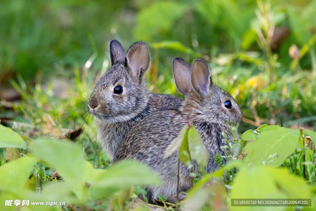 草丛中的两只可爱小兔子