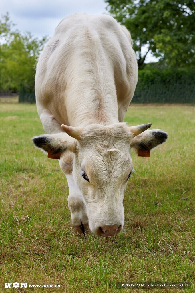 草地中低头吃草的白牛