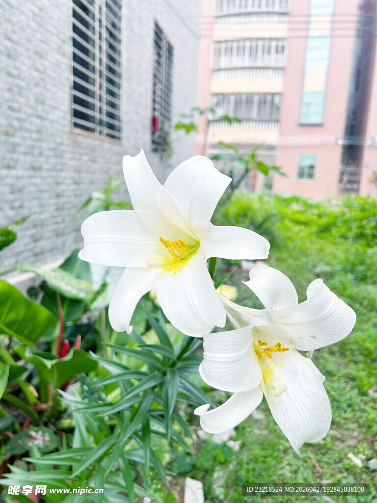 百合花