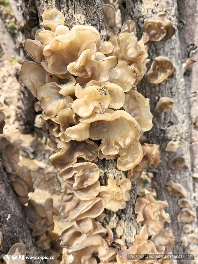 木耳
