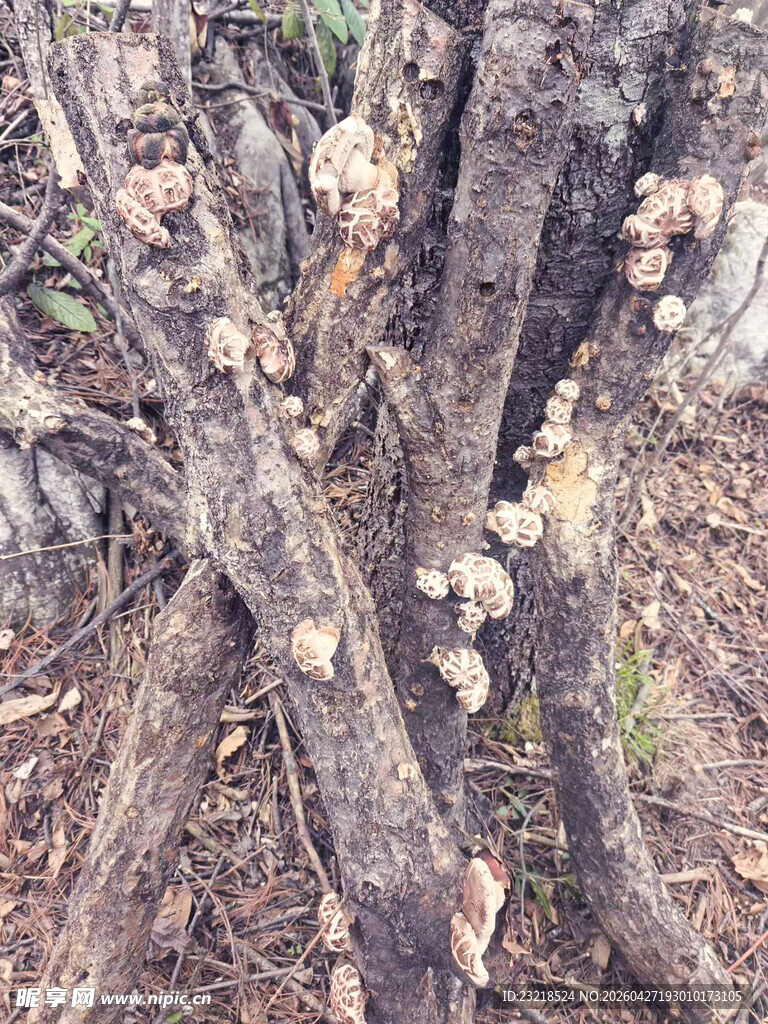 香菇