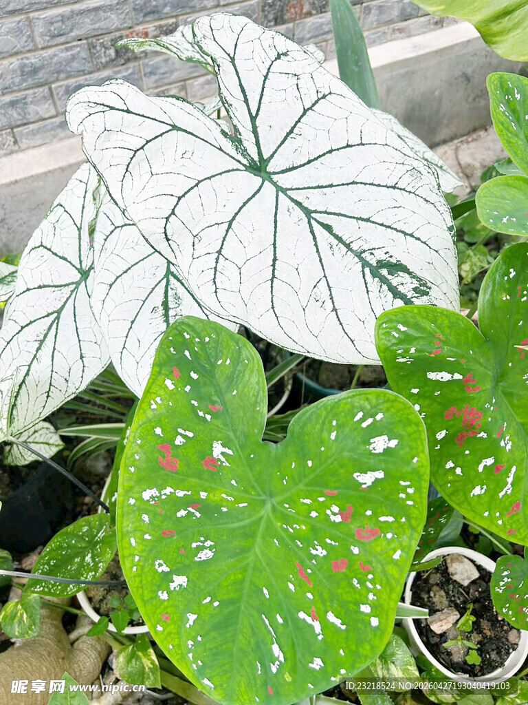 花叶芋
