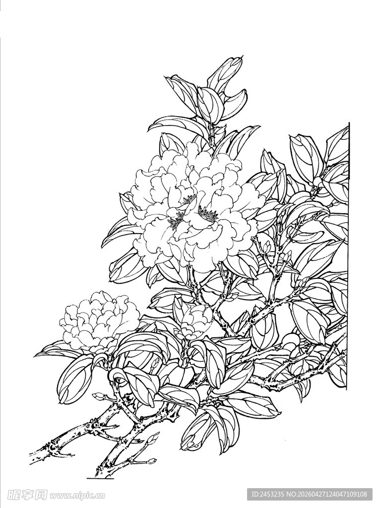花卉线描图 精致花朵绽放