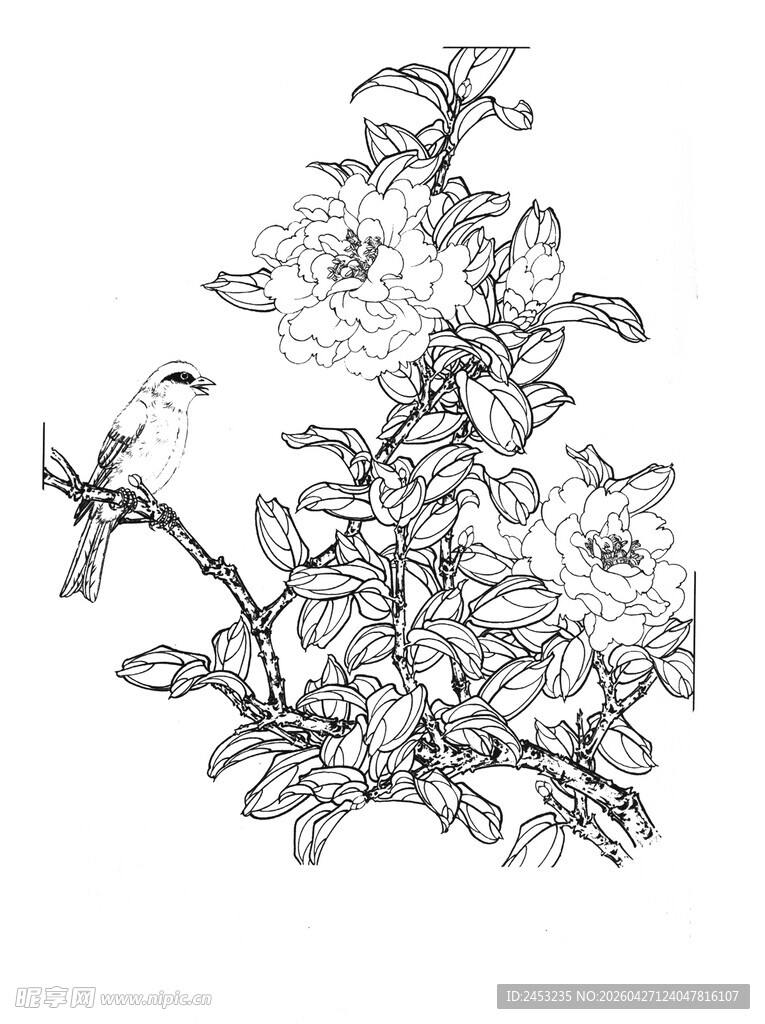 花鸟素描图