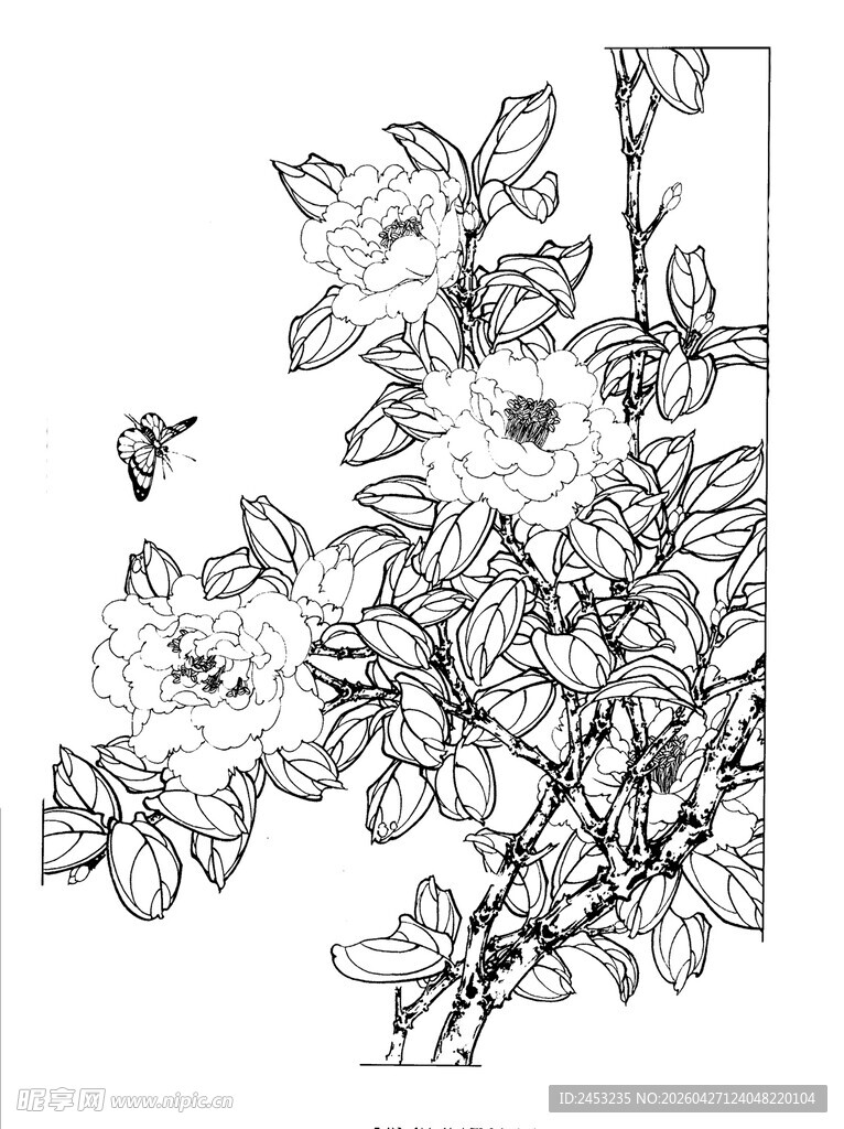 花卉线描图 精致花朵绽放