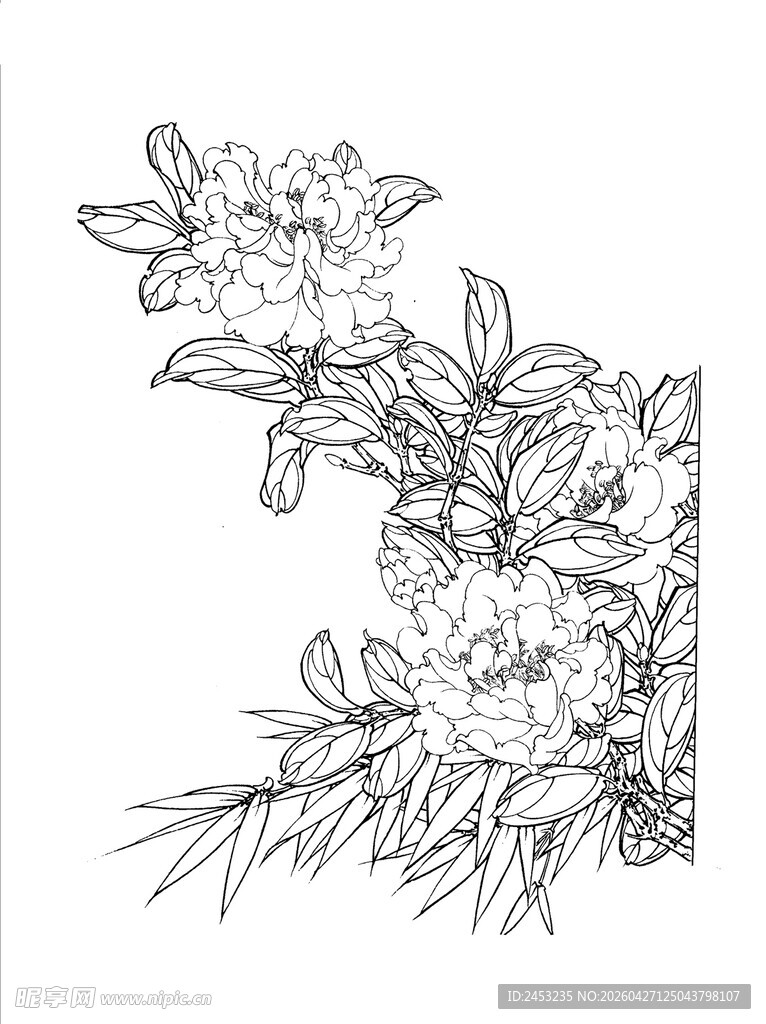 花卉线描图 精致植物轮廓