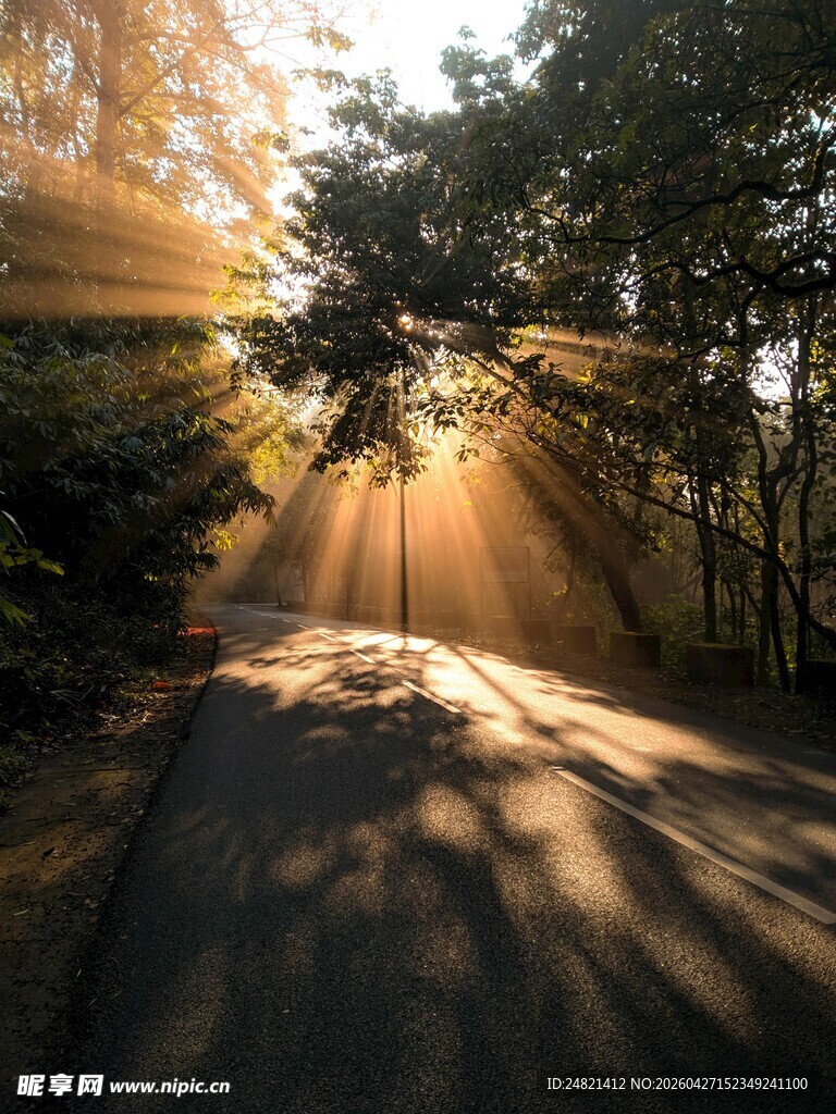 林间晨光洒向蜿蜒小路