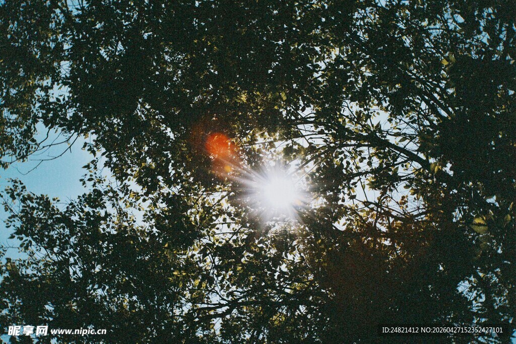 透过树叶的阳光美景