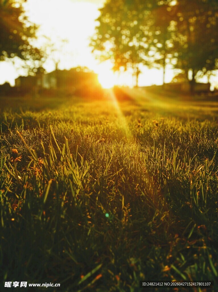 夕阳下的草地与树木美景