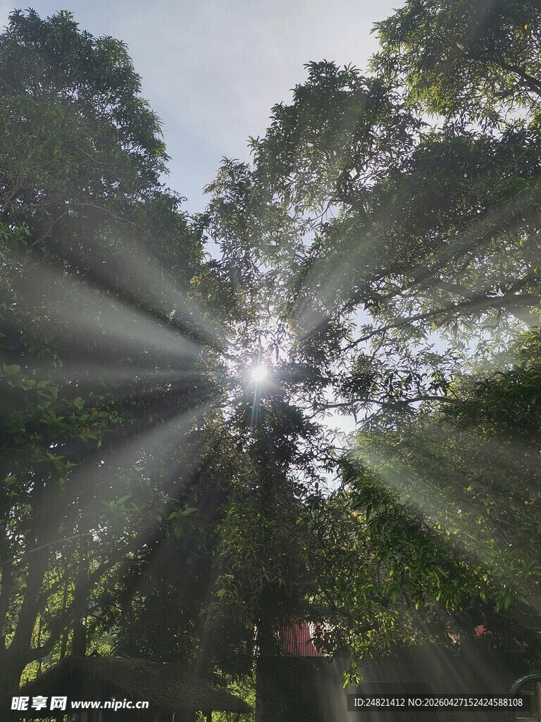 林间阳光洒落的静谧美景