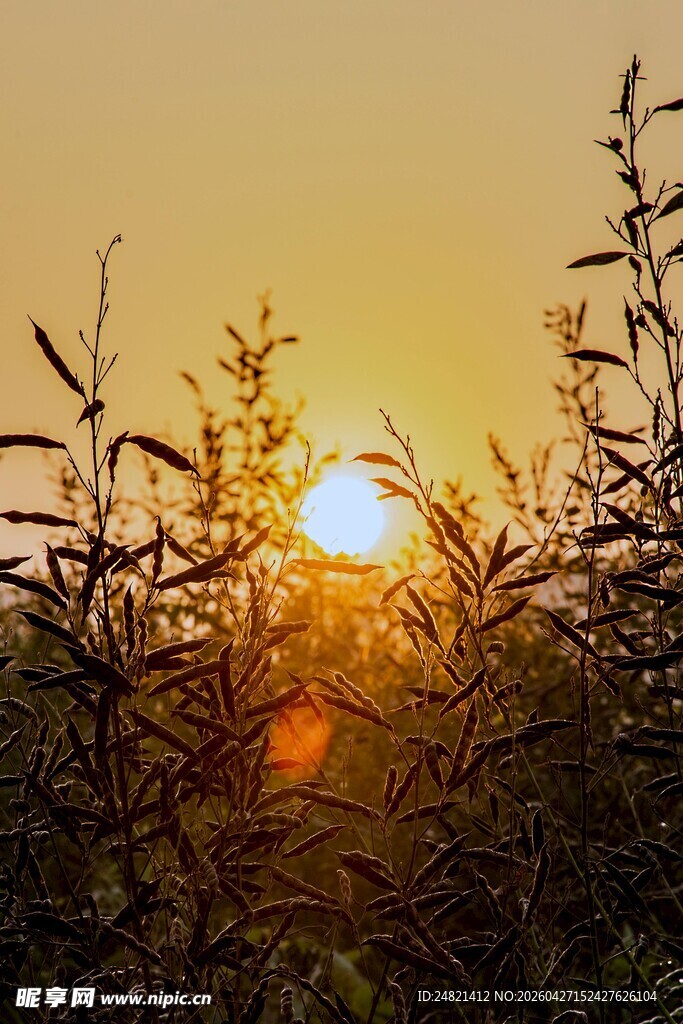夕阳透过枝叶洒下美景