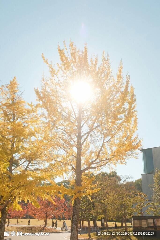 秋日阳光下的金黄银杏树