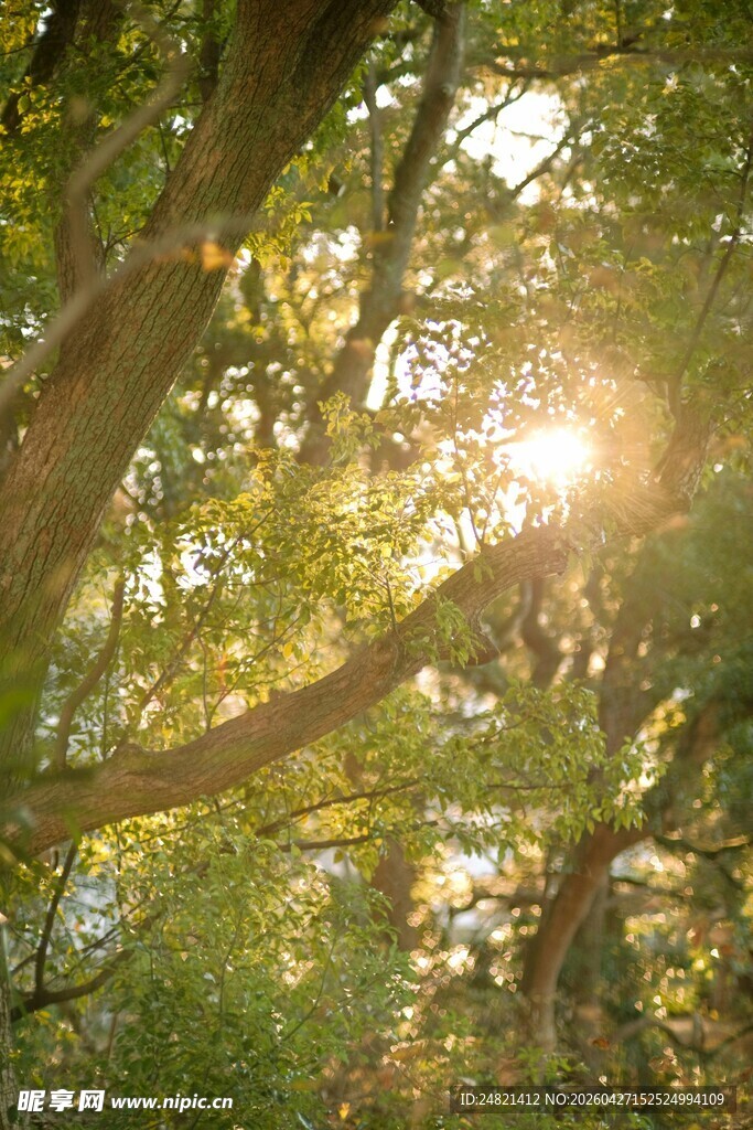阳光透过树林的美好景象