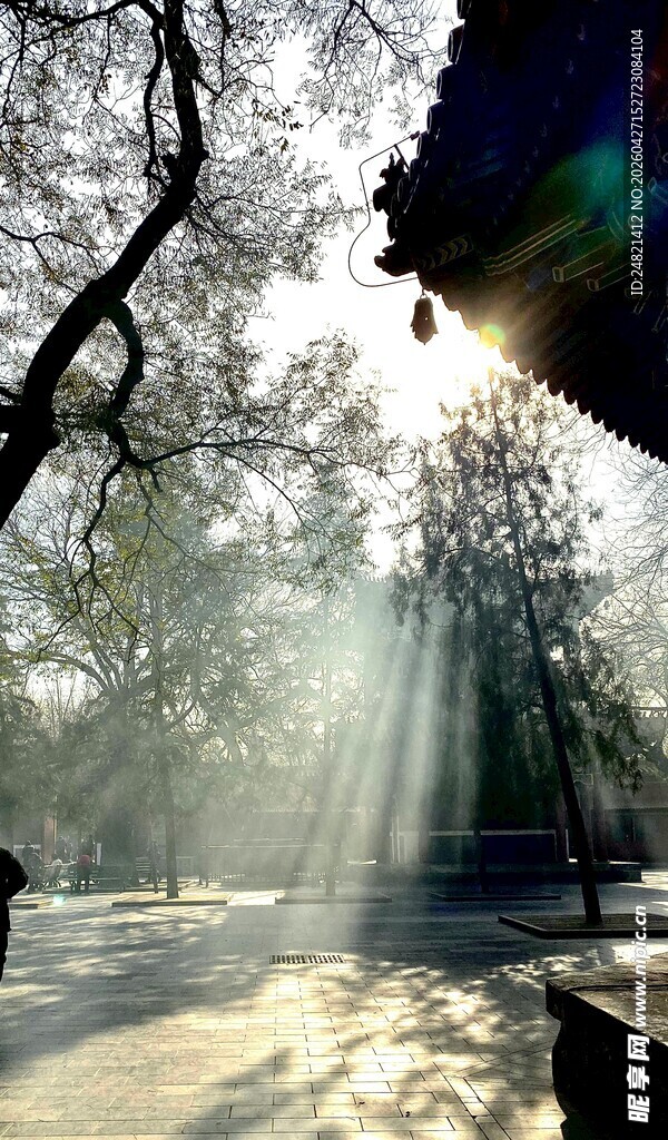 林间晨光洒下的静谧美景