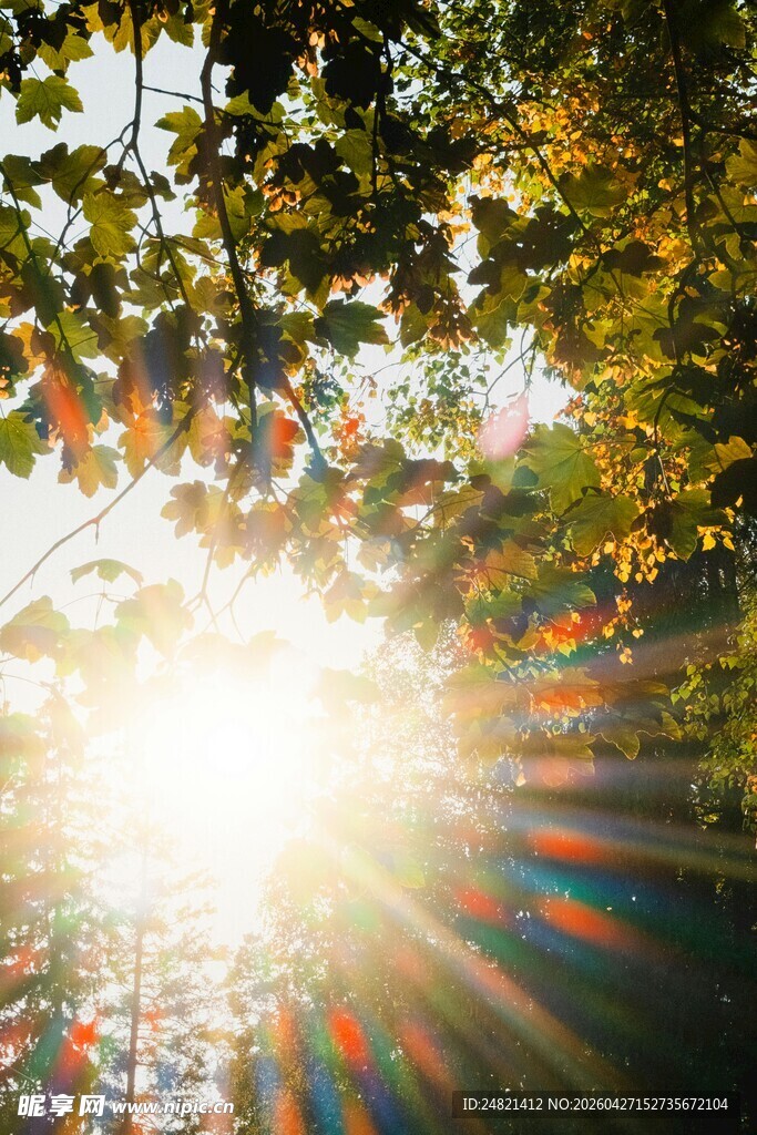 阳光透过树叶洒下的美景