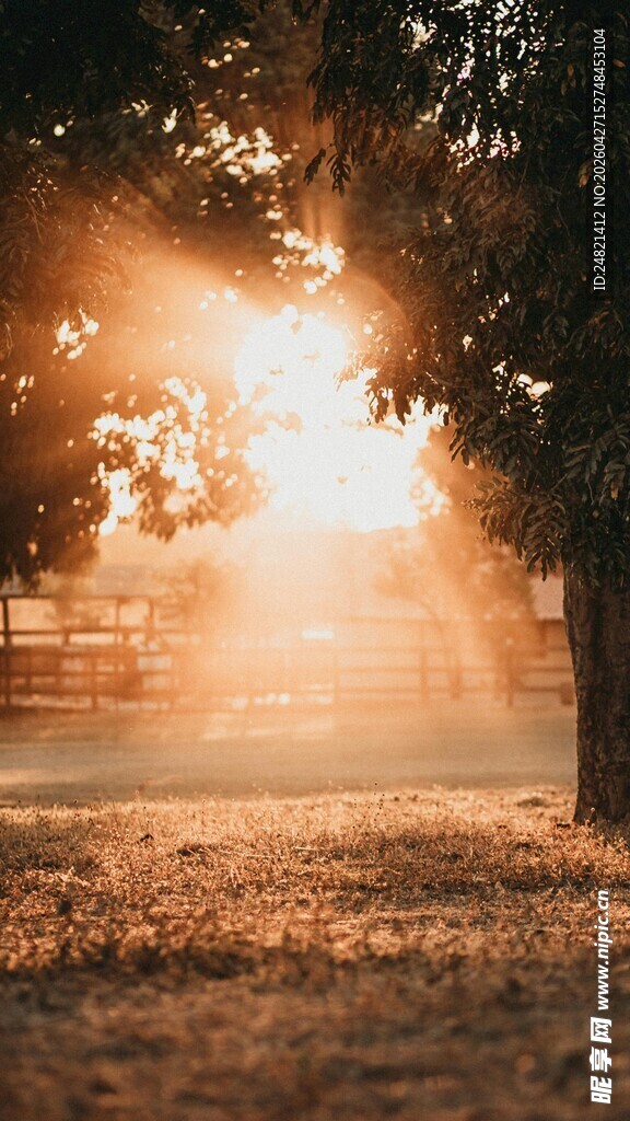 林间晨光洒落静谧美景