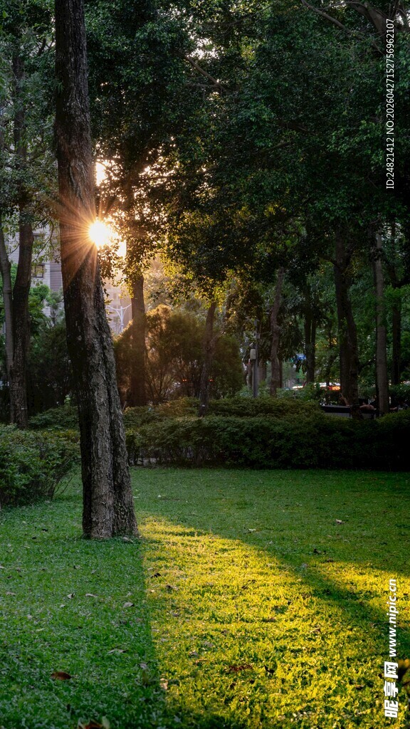 林间晨光洒草地