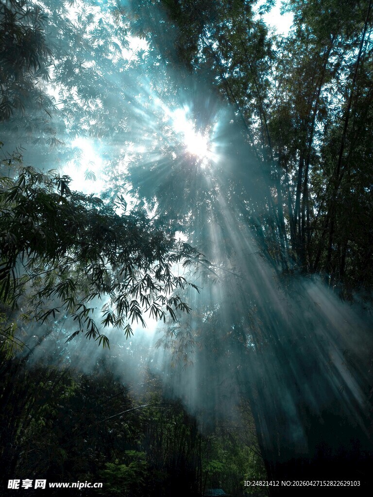 森林中穿透枝叶的阳光光束