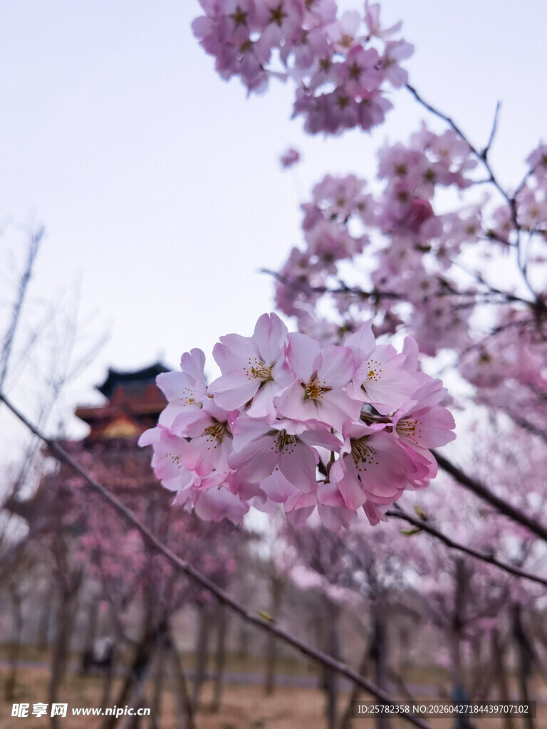 春日烂漫樱花绽放
