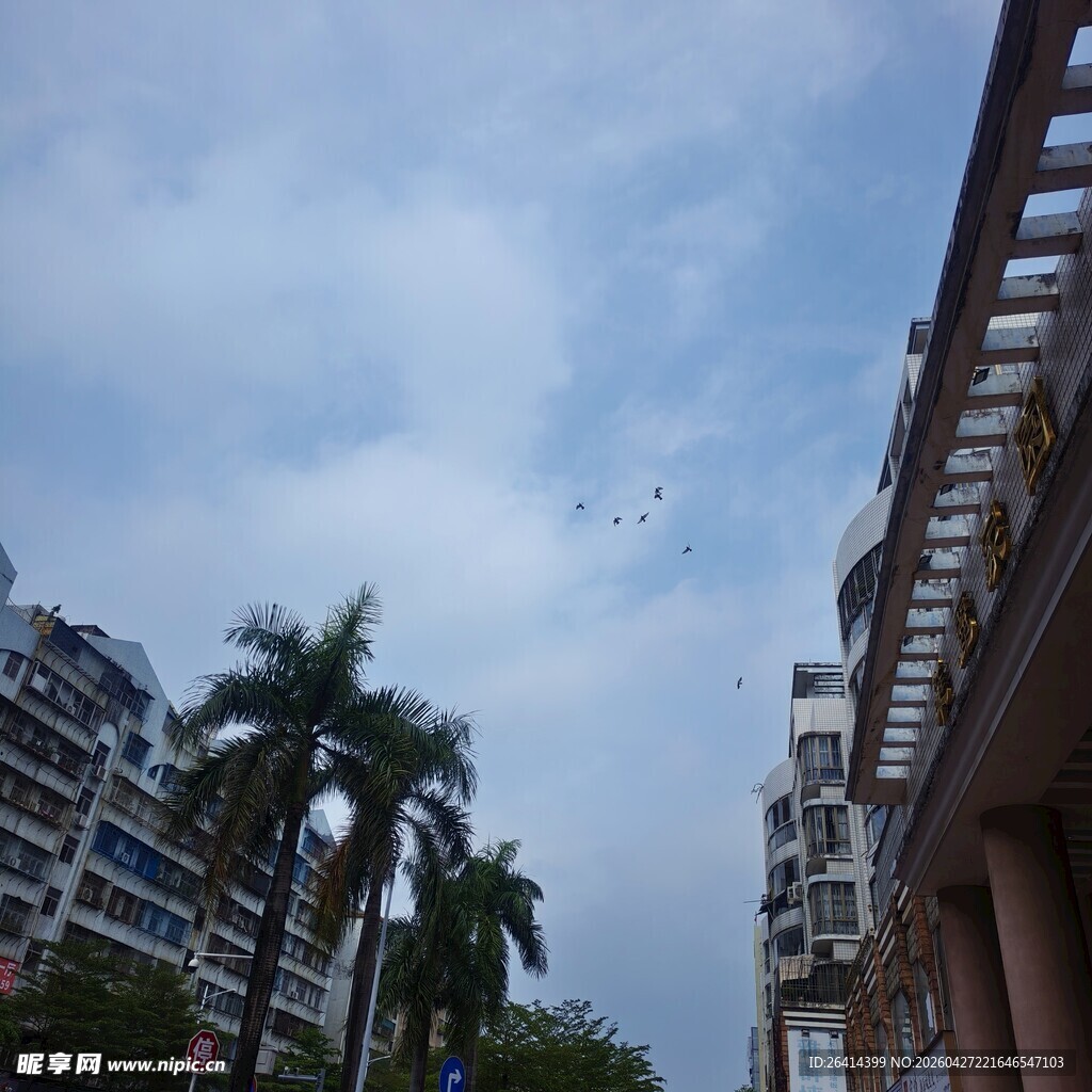 城市楼宇间的天空与飞鸟