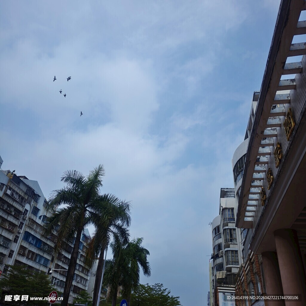 城市楼宇间的飞鸟与绿植
