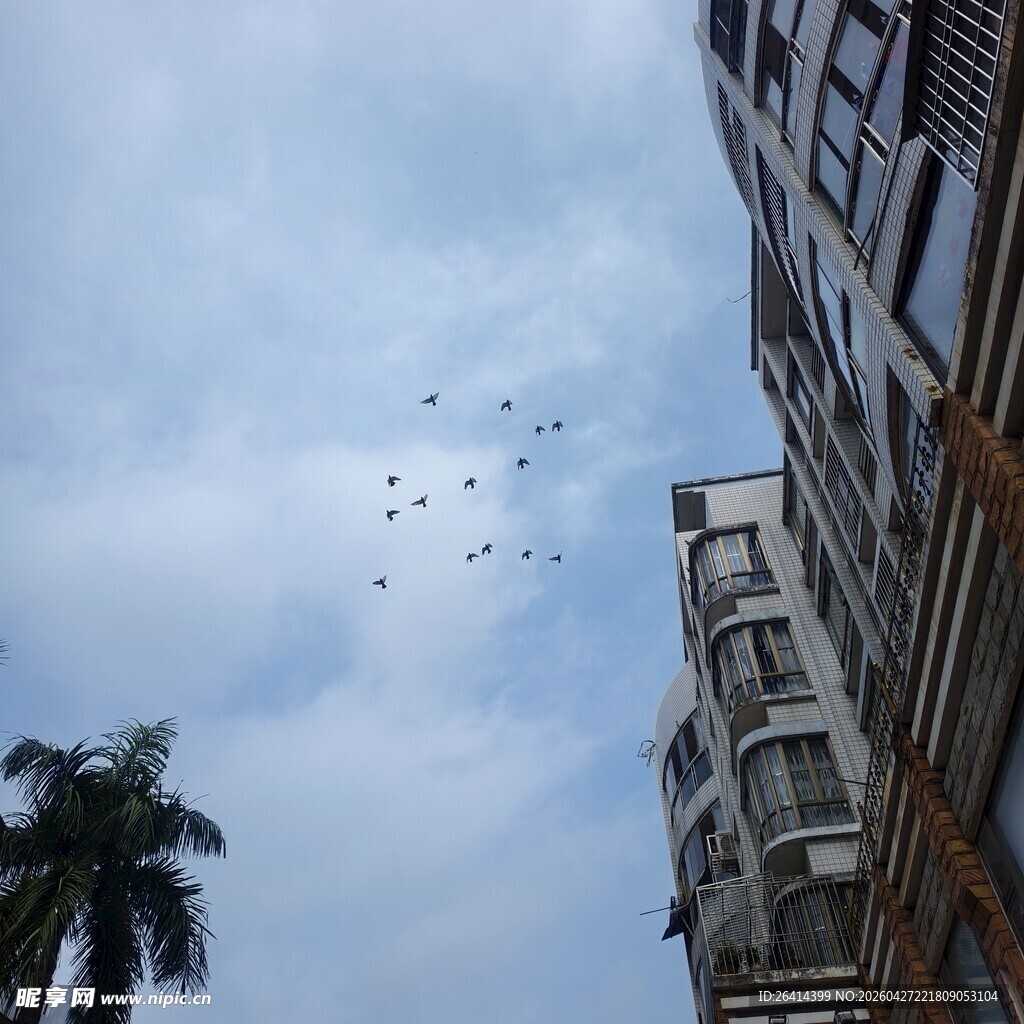 城市上空飞鸟与建筑景观