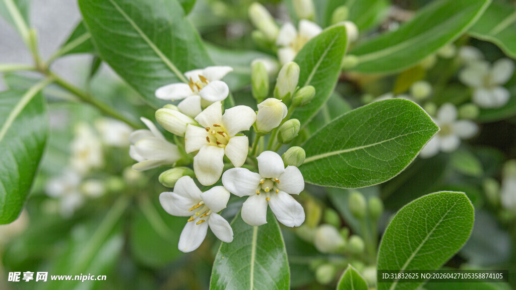 海桐花 绿叶间的白色小花绽放