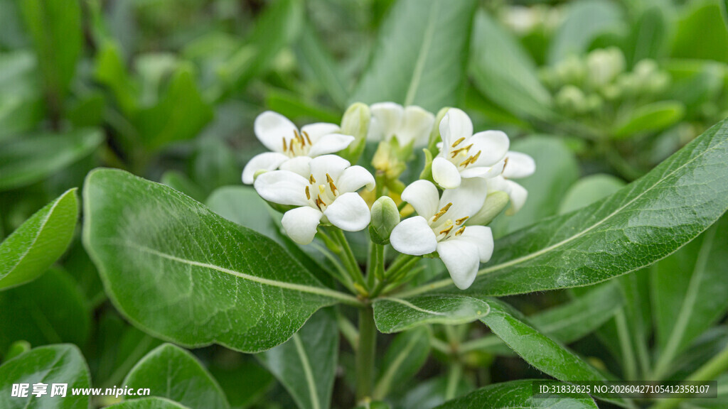 海桐花 白色小花绽放于绿叶间