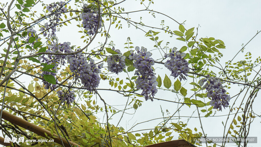 紫藤花绽放枝头
