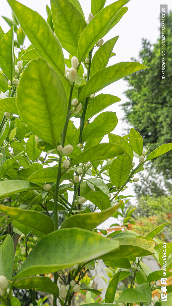 绿叶繁茂的清新植物