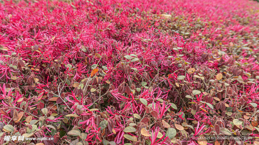 红花檵木 艳丽花朵绽放